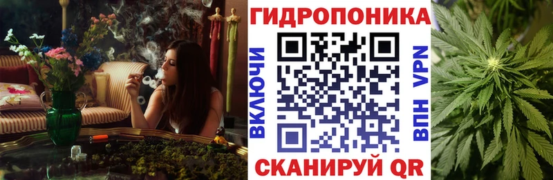 как найти   Полярный  Каннабис Amnesia 